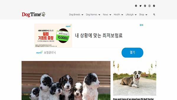 Homepage image of the website DogTime