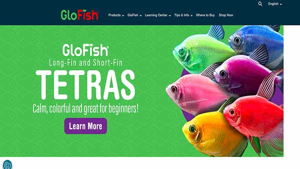 Homepage image of the website GloFish