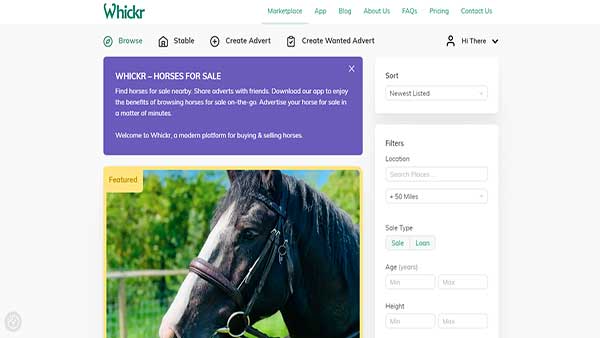 Homepage image of the website Whickr-HORSES FOR SALE