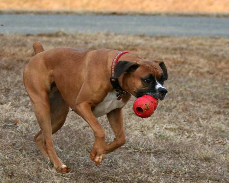 A brown dog running and fetching the Kong Dog toy