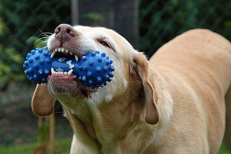 A brown dog in the park with blue chew pet toy in his mouth