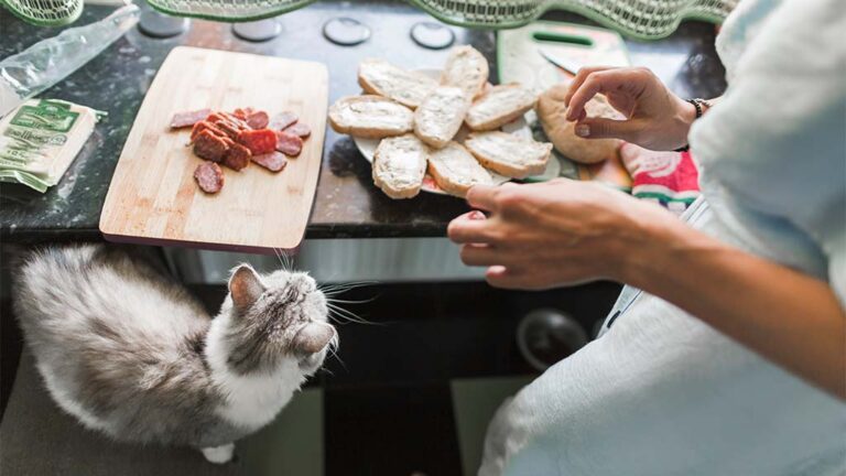 Homemade cat food preparation with a curious cat in the kitchen. A variety of fresh ingredients, including sliced meat, are laid out on a wooden board, illustrating Homemade Cat Food Recipes For Optimal Health