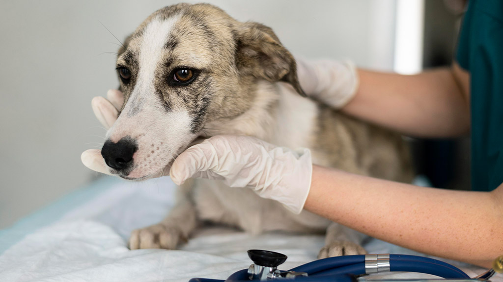 A mixed-breed dog, possibly a Border Collie and Greyhound mix, receiving a checkup from a veterinarian wearing gloves. The dog appears calm but slightly uneasy as the vet examines its face. A stethoscope is placed on the examination table. This image is featured in the article "Natural Remedies For Common Dog Ailments."