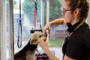 Why Invest in the Pet Care Industry