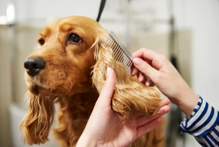 Pet Grooming Business Tips