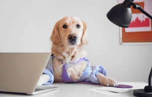 How To Start A Pet Business