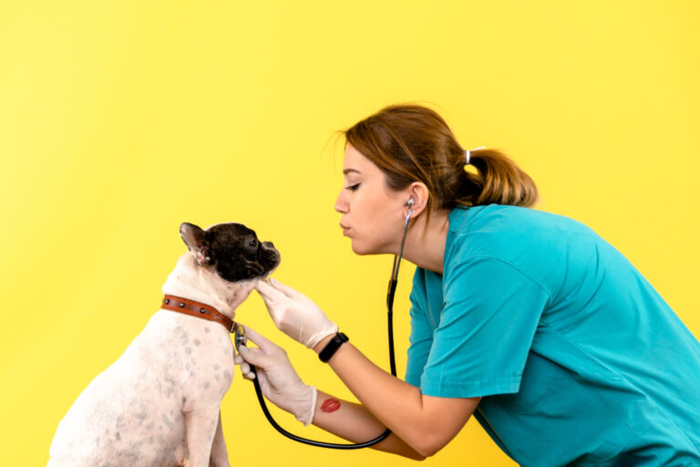 Benefits Of Regular Vet Check-ups For Pets