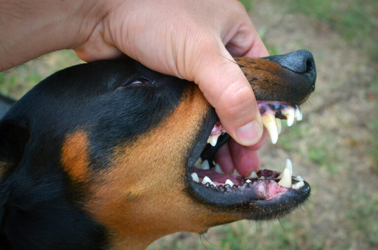 What to Do if Your Dog Doesn’t Like Kids