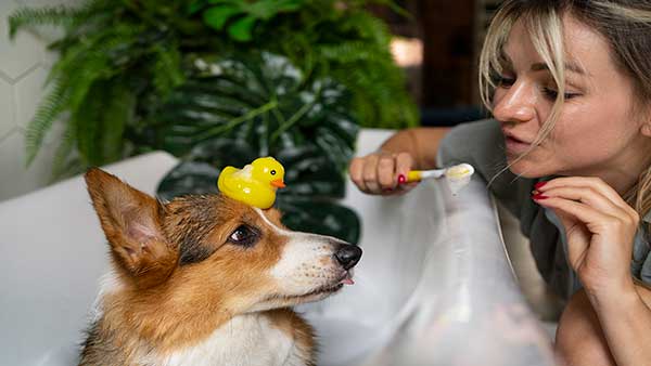 A woman playfully brushes a corgi's teeth in a bathtub while a yellow rubber duck sits on the dog's head, surrounded by lush green plants. Best Dental Health Products for a Dog’s Oral Hygiene can help maintain such fun and effective cleaning routines.