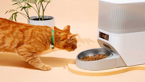 Automatic Feeder for Pets with a cat