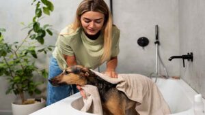 A woman with long blonde hair wearing a light green t-shirt and blue jeans dries a medium-sized Potcake dog with a beige towel in a white bathtub. The background features a modern bathroom with light gray walls, a black faucet, and green plants, highlighting DIY Dog Grooming Hacks for budget-friendly pet care.