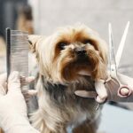 A small Yorkshire Terrier being groomed in the home on a grooming table. The owner is wearing gloves and holding a metal comb in one hand and grooming shears in the other, trimming the dog's facial fur. The background shows a clean grooming salon environment, with another pet in the distance. This scene illustrates the use of essential tools for DIY pet grooming like combs and shears for precise trimming.