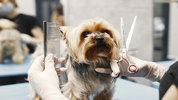 A small Yorkshire Terrier being groomed in the home on a grooming table. The owner is wearing gloves and holding a metal comb in one hand and grooming shears in the other, trimming the dog's facial fur. The background shows a clean grooming salon environment, with another pet in the distance. This scene illustrates the use of essential tools for DIY pet grooming like combs and shears for precise trimming.