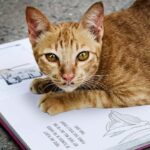 A curious orange tabby cat resting its paw on an open book, gazing attentively at the camera. The book contains text and illustrations, creating a thoughtful scene that perfectly complements the most famous cat quotes.