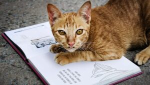 A curious orange tabby cat resting its paw on an open book, gazing attentively at the camera. The book contains text and illustrations, creating a thoughtful scene that perfectly complements the most famous cat quotes.