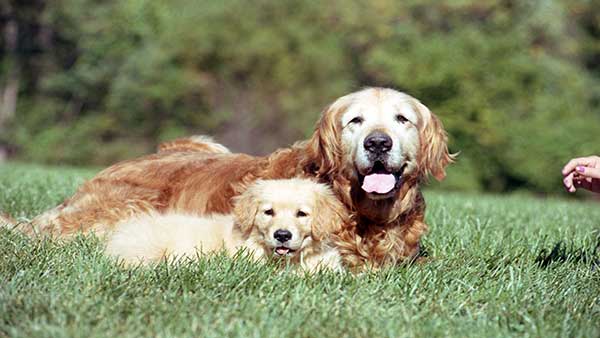 Two golden retrievers relaxing on grass, showcasing the love and companionship dogs bring, perfect for an article on Dog Quotes about love, loyalty, and fun.