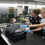 Airport security officers inspecting luggage with a trained dog while a traveler waits, illustrating procedures for flying with your pet.