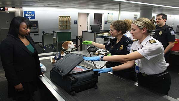 Airport security officers inspecting luggage with a trained dog while a traveler waits, illustrating procedures for flying with your pet.