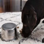 Chocolate Labrador Retriever sniffing near an overturned steel bowl on a white and black patterned carpet, illustrating curiosity and other possible reasons behind the behavior Why do dogs eat their own poop.