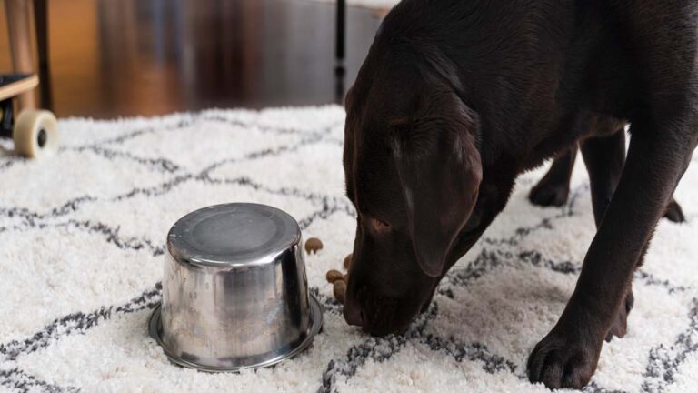 Chocolate Labrador Retriever sniffing near an overturned steel bowl on a white and black patterned carpet, illustrating curiosity and other possible reasons behind the behavior Why do dogs eat their own poop.