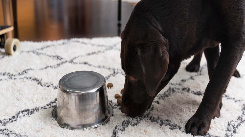 Chocolate Labrador Retriever sniffing near an overturned steel bowl on a white and black patterned carpet, illustrating curiosity and other possible reasons behind the behavior Why do dogs eat their own poop.