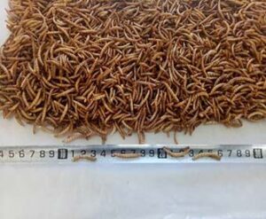 Dried Mealworms for birds to show the Premium pet accessories of Labitto