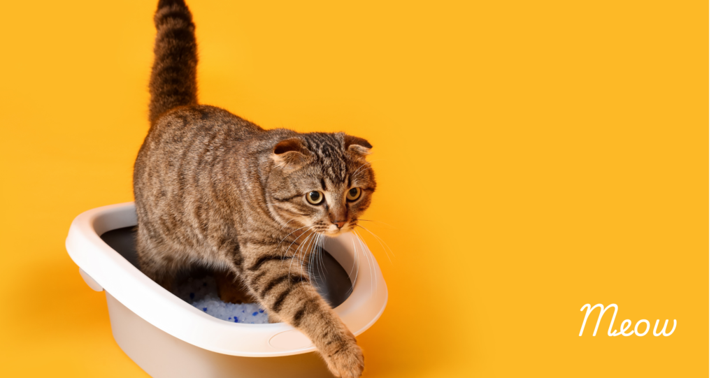 Two Cats One Litter Box – Possible or Nah?