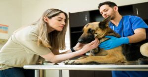 beautiful woman with her german shepherd at a vet clinic for check up of Pet Anxiety.