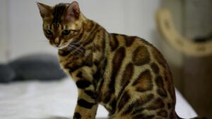 A stunning Bengal cat, featuring a sleek, golden coat with striking rosettes and an alert, wild-like expression.