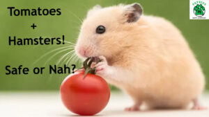 A golden Syrian hamster nibbling on a small red tomato while standing on a white surface. The text on the image reads, "Tomatoes + Hamsters! Safe or Nah?" with the PETBIZS logo in the top right corner. This image raises the question: Can hamsters eat tomatoes