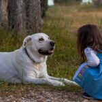 A young girl in a blue dress kneels in front of a large, friendly white dog in a peaceful outdoor setting with trees and grass. The dog looks relaxed and happy, engaging with the child in a heartwarming moment of companionship. This featured image for the article "Sorry, Cat Lovers — Here’s Why Dogs Are Better than Cats!" visually highlights the deep bond between humans and dogs.