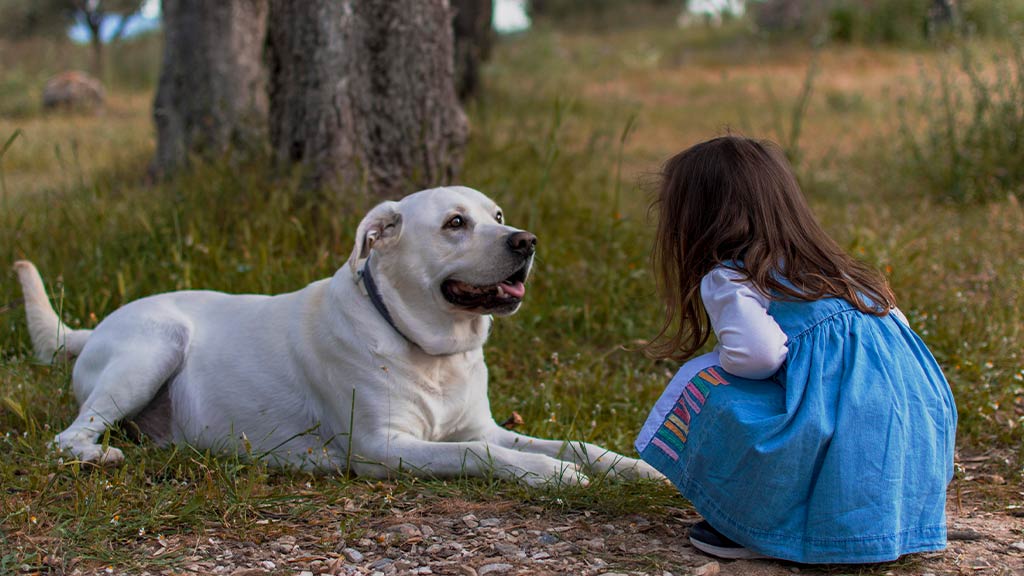 A young girl in a blue dress kneels in front of a large, friendly white dog in a peaceful outdoor setting with trees and grass. The dog looks relaxed and happy, engaging with the child in a heartwarming moment of companionship. This featured image for the article "Sorry, Cat Lovers — Here’s Why Dogs Are Better than Cats!" visually highlights the deep bond between humans and dogs.