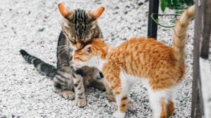 A tabby cat and an orange-and-white domestic shorthair cat are seen on a gravel surface engaging in social bonding. The tabby cat is licking the younger cat’s head, while the orange-and-white cat leans in affectionately. This moment captures how cats communicate through grooming and body contact, which strengthens social bonds and trust. The setting includes a wooden structure with green leaves in the background, adding to the peaceful outdoor scene.