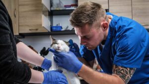 A veterinarian in blue scrubs and gloves carefully cleans a cat's ear while an assistant holds the cat steady. The cat appears relaxed as the vet examines its ear. This image demonstrates how to clean your cat's ear properly in a professional setting. The background features a veterinary clinic with medical tools and cabinets.