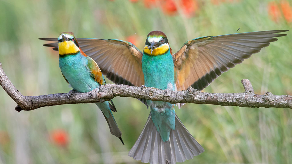 The image showcases two European bee-eaters (Merops apiaster) perched on a branch, displaying their vibrant turquoise, yellow, and chestnut plumage. One bird sits gracefully, while the other spreads its wings wide, revealing intricate feather patterns. A tiny insect hovers nearby, emphasizing their agile hunting skills. The blurred background of green and red hues enhances the natural beauty of the scene. This moment perfectly captures the essence of inspirational quotes about birds, reminding us that "A bird sitting on a tree is never afraid of the branch breaking because its trust is not on the branch but on its own wings." These bee-eaters embody freedom, confidence, and the courage to take flight.