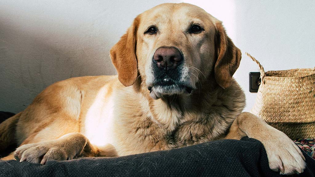 A Labrador Retriever with a golden-yellow coat is lying on a dark cushion in a cozy indoor setting. The dog has a calm and attentive expression, with deep brown eyes gazing forward and slightly drooping ears. Sunlight highlights its short, dense fur, showcasing its strong and well-built physique. Its large paws rest comfortably on the cushion, and a woven straw basket is visible in the background near a white wall with a power outlet. The Labrador Retrievers are perfect family dogs and get along with other pets and children.