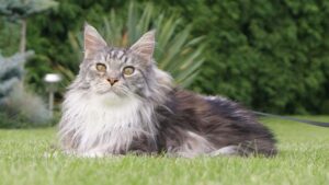 A majestic Maine Coon cat with a long, flowing coat and tufted ears, lounging on lush green grass. This stunning breed is known for its striking appearance and gentle personality.