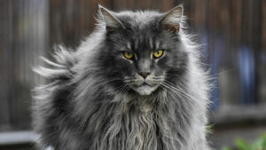 A majestic grey Maine Coon cat with a thick, long, and fluffy coat sits outdoors. Its piercing yellow eyes and serious expression give it a regal and powerful appearance. The cat's fur is well-groomed, with tufts around its ears and a luxurious mane, characteristic of Maine Coon cats. The blurred background suggests an outdoor setting.