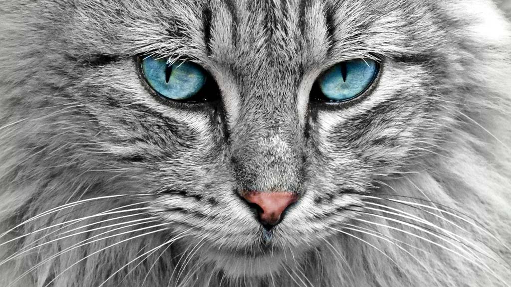 A stunning close-up of a long-haired cat with striking blue eyes, representing one of the 7 most beautiful cat breeds in the USA. The cat's soft silver fur and piercing gaze highlight its elegance and unique features.