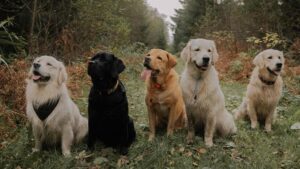 A group of five dogs (Labrador Retrievers) is sitting on a grassy path in a forested area, surrounded by lush greenery and autumn-colored plants. The dogs include three Golden Retrievers, one Black Labrador Retriever, and one Yellow Labrador Retriever. The Golden Retrievers have light golden to cream-colored coats, and two of them appear slightly wet and muddy. The Black Labrador Retriever has a shiny black coat, while the Yellow Labrador Retriever has a warm golden hue. All the dogs are looking in different directions with relaxed and happy expressions. The setting is an outdoor natural environment, possibly during autumn. This image showcases some of the famous dog breeds known for their friendly nature and intelligence.