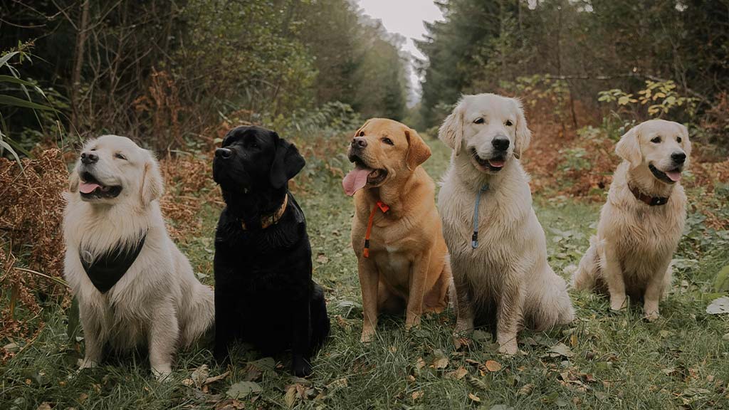 A group of five dogs is sitting on a grassy path in a forested area, surrounded by lush greenery and autumn-colored plants. The dogs include three Golden Retrievers, one Black Labrador Retriever, and one Yellow Labrador Retriever. The Golden Retrievers have light golden to cream-colored coats, and two of them appear slightly wet and muddy. The Black Labrador Retriever has a shiny black coat, while the Yellow Labrador Retriever has a warm golden hue. All the dogs are looking in different directions with relaxed and happy expressions. The setting is an outdoor natural environment, possibly during autumn. This image showcases some of the famous dog breeds known for their friendly nature and intelligence.