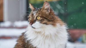 A Norwegian Forest Cat perched in the snow, its fluffy coat contrasting beautifully with the white winter landscape.