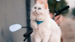 A stunning white Persian cat with fluffy fur and striking blue eyes sits gracefully on a surface, wearing a blue collar with a small bell. The cat gazes upward with an elegant expression. A blurred background features a motorcycle, adding depth to the image.