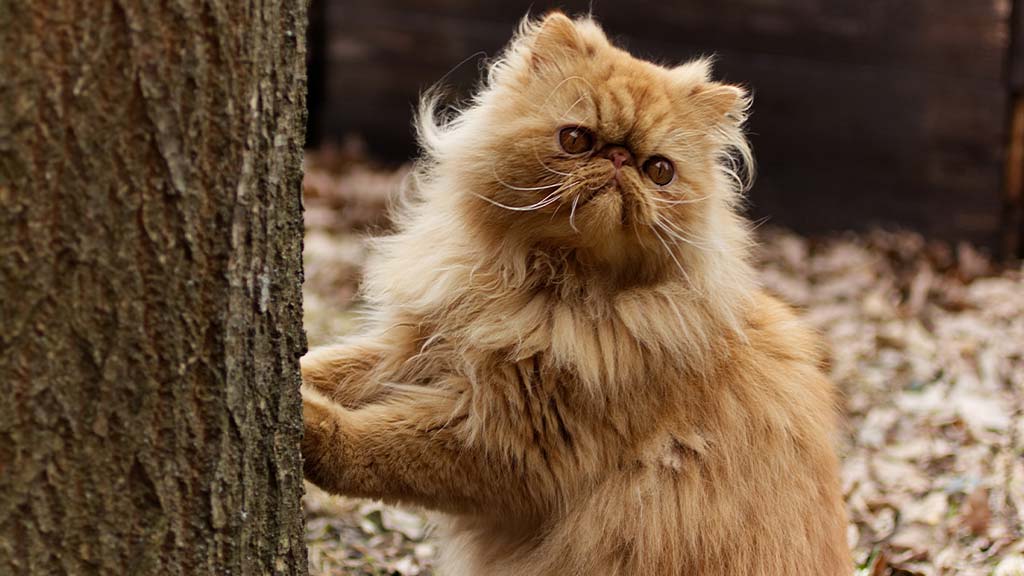 A fluffy, orange Persian cat with a flat face and large, round, amber eyes is standing on its hind legs, placing its front paws on the trunk of a tree. Its long, thick fur appears well-groomed, and its small, slightly upturned nose gives it a characteristic Persian expression. The background consists of fallen leaves and a dark wooden structure, suggesting an outdoor setting in autumn. The cat's gaze is directed slightly upward, giving it a curious and expressive look.