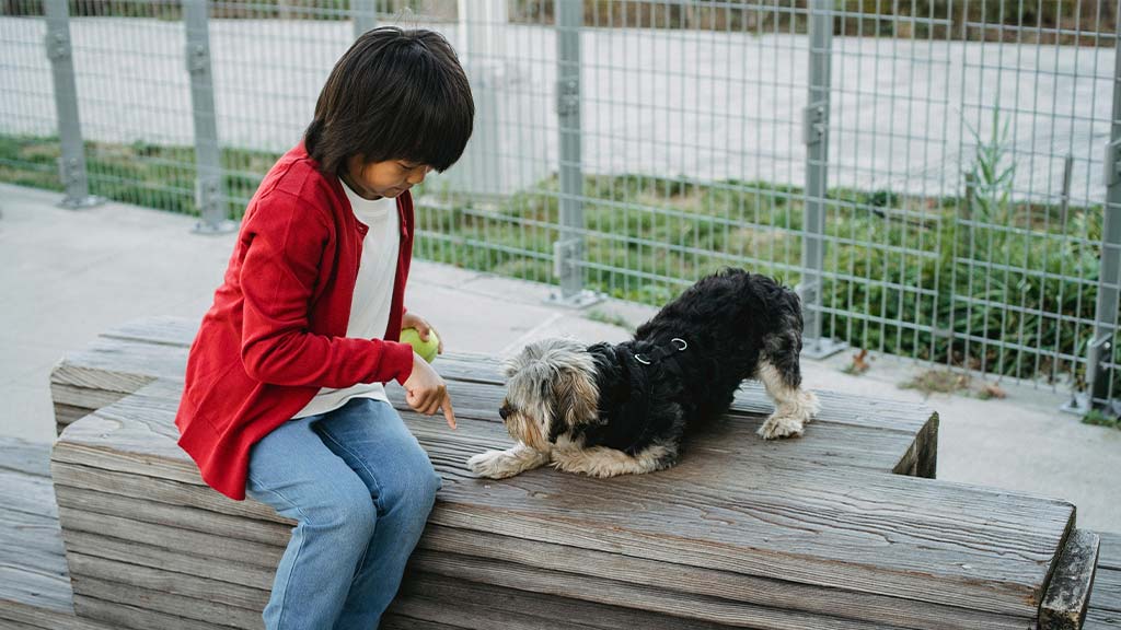 A young child in a red cardigan and jeans sits on a wooden bench outdoors, holding a green ball while interacting with a Yorkshire Terrier wearing a harness. The child appears to be training the dog, who is attentively following a command. The setting is enclosed by a metal fence, suggesting a park or designated pet area. This image relates to the article "06 Training Methods to Improve Pet’s Behavior," highlighting positive reinforcement techniques for effective pet training.