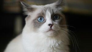 A stunning Ragdoll cat with striking blue eyes, a soft semi-long coat, and a gentle expression.