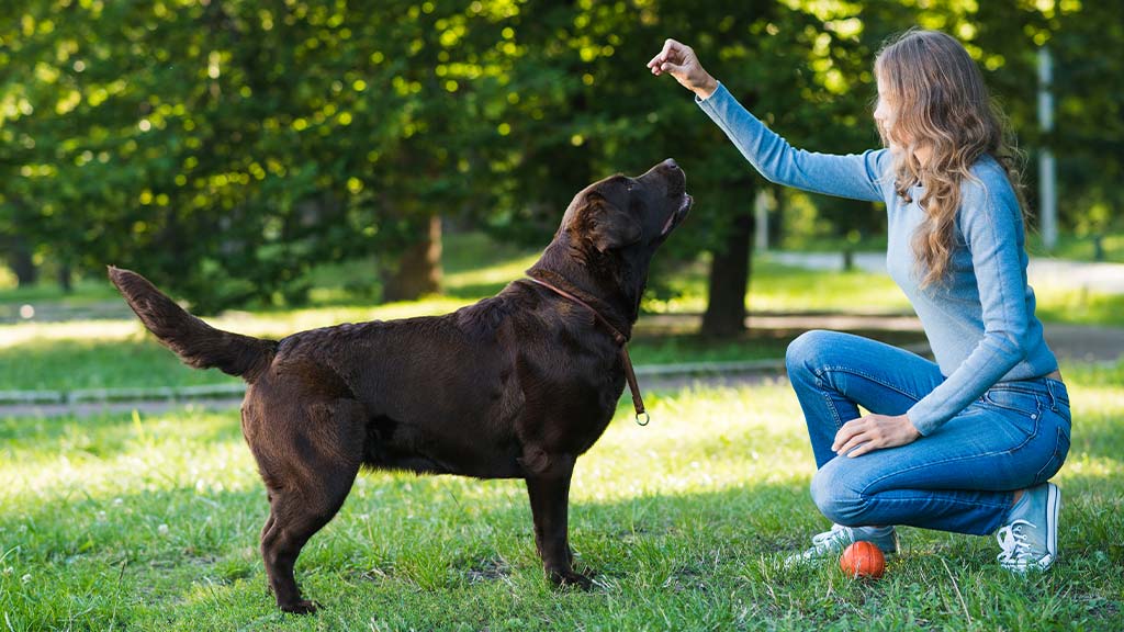 A woman in a blue sweater and jeans kneels on a grassy field, using redirection training techniques to guide her Chocolate Labrador Retriever. She holds a treat in her raised hand while the dog attentively focuses on her, demonstrating the effectiveness of positive reinforcement in redirection training. A bright orange ball lies nearby, suggesting play as an alternative activity to unwanted behaviors. The background features lush green trees, creating a calm outdoor training environment.