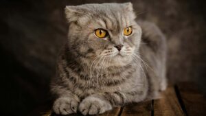 A stunning Scottish Fold cat with a plush gray coat and striking amber eyes lounges on a wooden surface. Its signature folded ears and round face enhance its unique and adorable appearance. The cat's calm yet intense gaze adds to its charm, making it a perfect representation of one of the most beautiful cat breeds in the USA.