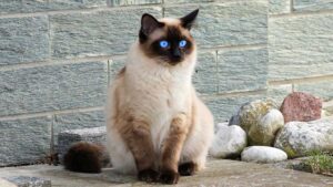 A striking Siamese cat with a sleek cream-colored coat and deep chocolate points sits elegantly against a stone wall. Its vivid blue eyes contrast beautifully with its dark facial markings, highlighting the breed's signature appearance. With a poised posture and a luxurious, well-groomed coat, this Siamese cat perfectly represents one of the most beautiful cat breeds in the USA.