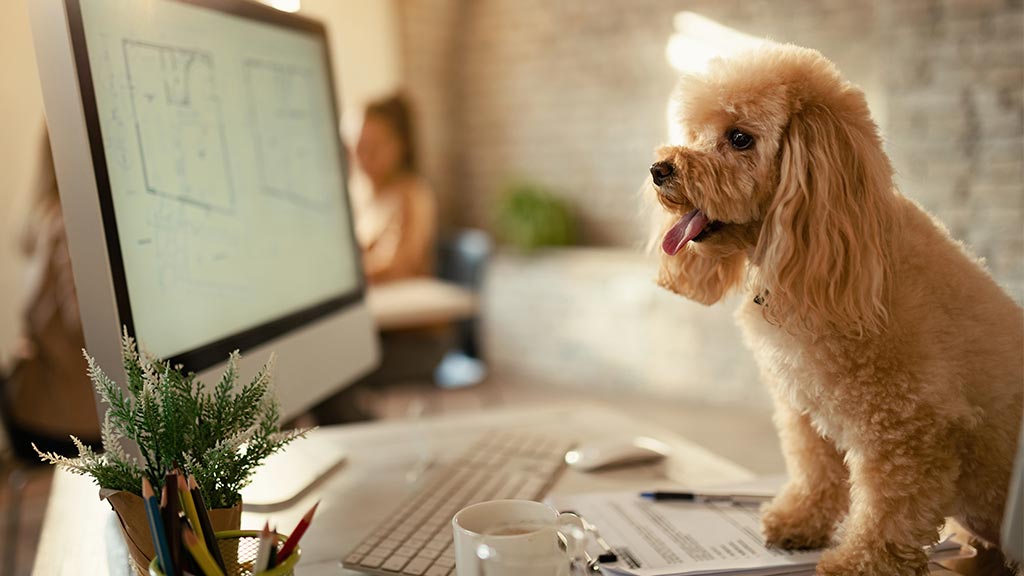 A Poodle sitting in front of a computer. The image is perfect to capture the essence of the article "Top Dog Websites You Can't Miss in 2025"